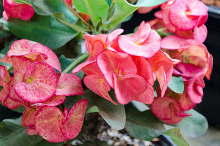 red pink Crown of thorns flowers : Euphorbia milli Desmoulの写真素材