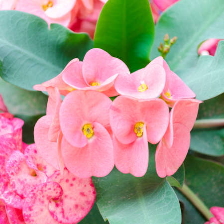 red pink Crown of thorns flowers : Euphorbia milli Desmoulの写真素材