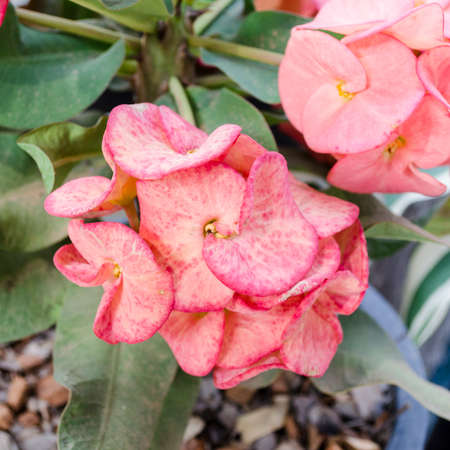red pink Crown of thorns flowers : Euphorbia milli Desmoulの写真素材