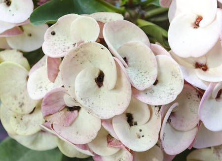 Crown of thorns flowers : Euphorbia milli Desmoulの写真素材