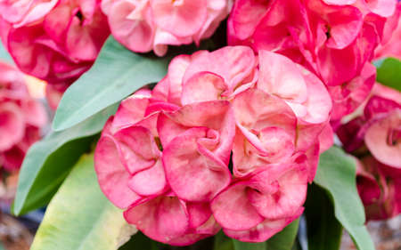 red pink Crown of thorns flowers : Euphorbia milli Desmoulの写真素材