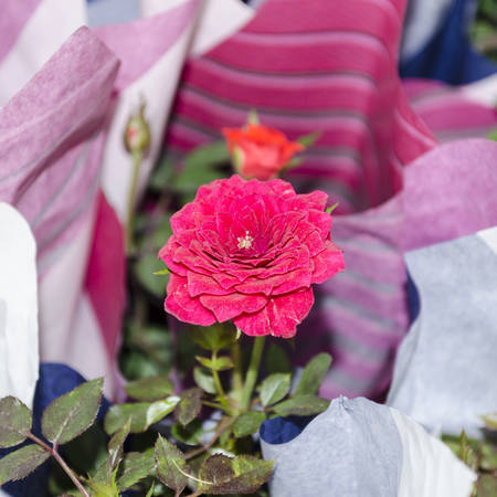 red  roseの写真素材