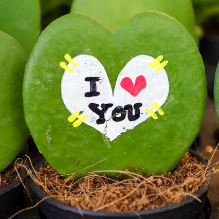 Hoya leaves the heart found in the rain forests around the country. Vine is epiphytic The plump, thick Base of the leaf or rounded Similar to the shallow end of the concave shape of a heart.の写真素材
