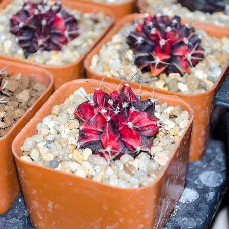 cactusの写真素材