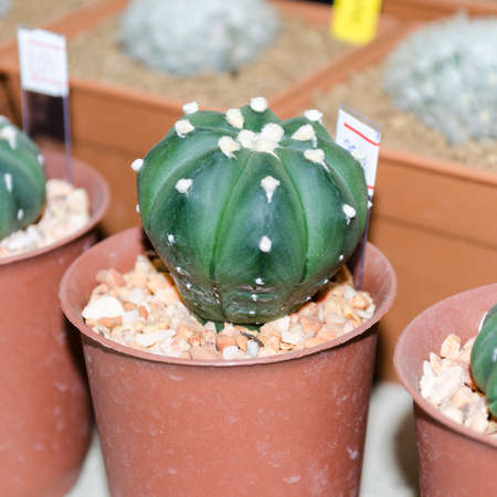 cactusの写真素材