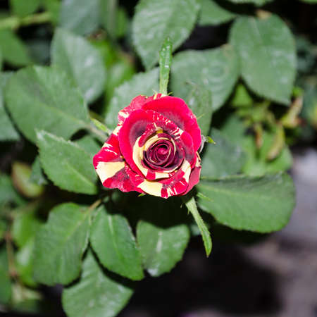 beautiful yellow and red rose flowerの写真素材