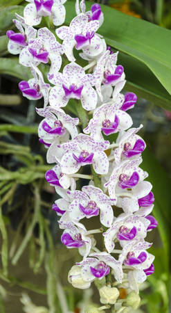 white and purple orchidの写真素材