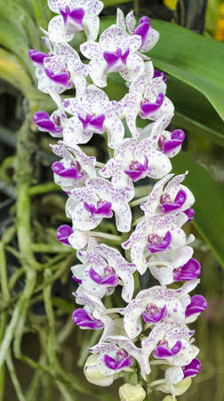 white and purple orchidの写真素材