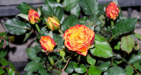 beautiful yellow and red rose flowerの写真素材