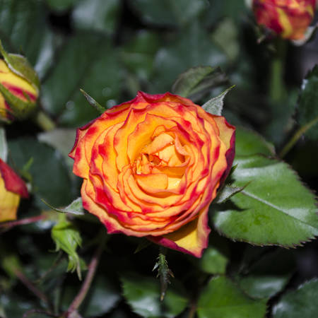beautiful yellow and red rose flowerの写真素材