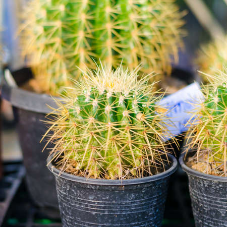 close up of cactusの写真素材