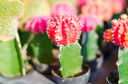 close up of cactusの写真素材
