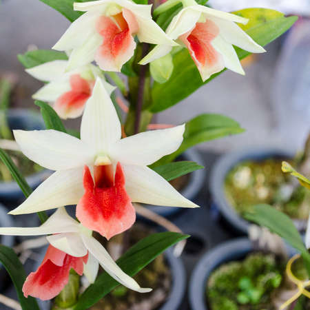 beautiful orchidの写真素材