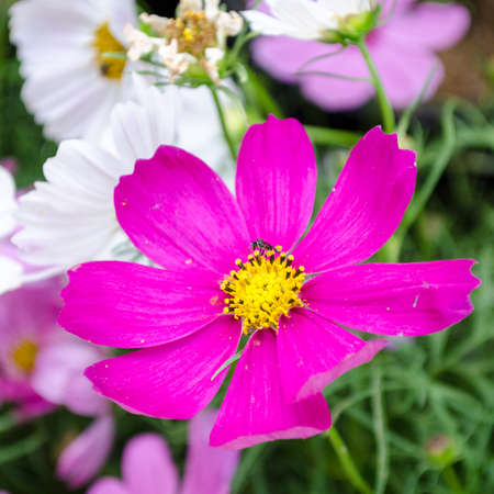 Daisyの写真素材