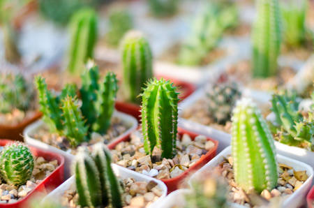close up of cactusの写真素材