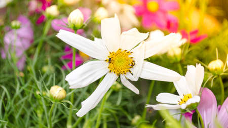 Daisyの写真素材