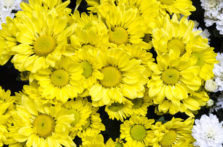 Beautiful chrysanthemum as background pictureの写真素材