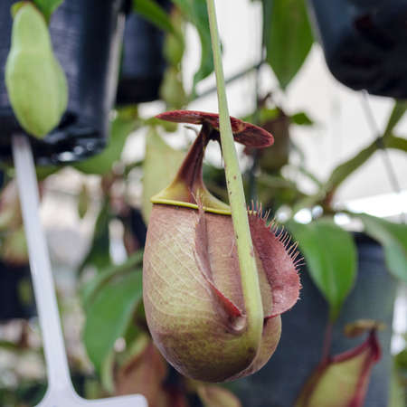 Nepenthes, Tropical pitcher plants and monkey cupsの写真素材