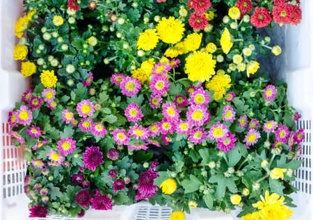 small flower backgroundの写真素材