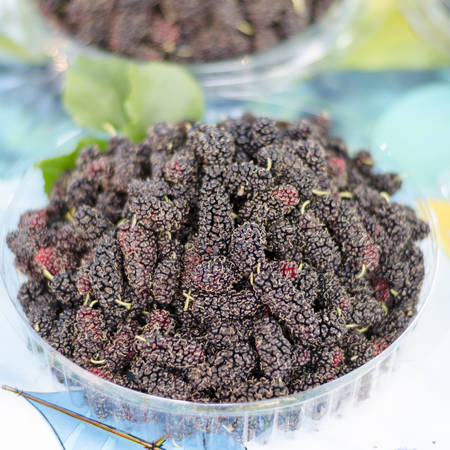 fresh mulberry.の写真素材