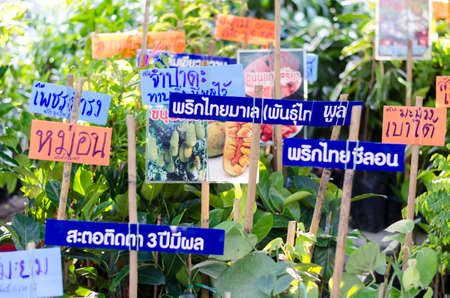 BANGKOK,THAILAND - 30 JANUARY 2017 : selling plant sign at marketのeditorial素材