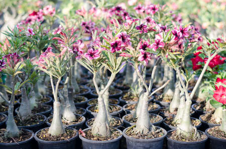 Azalea flower plantsの写真素材