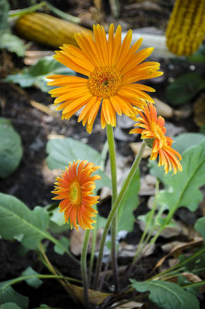 Gerbera orange blossomの写真素材