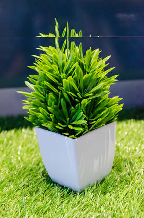 small green plantの写真素材
