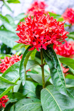 red Ixora flowerの写真素材