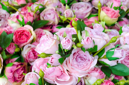 rose flower backgroundの写真素材
