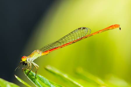 Photos Dragonflies prey Island on the leavesの写真素材