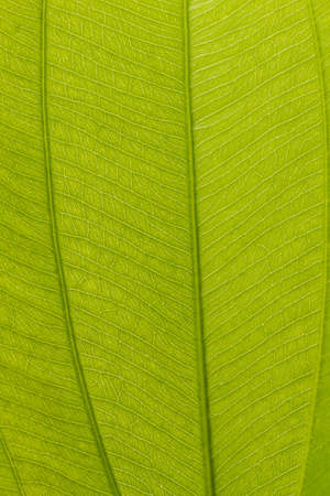 Macro view of veins on surface of green leaf.