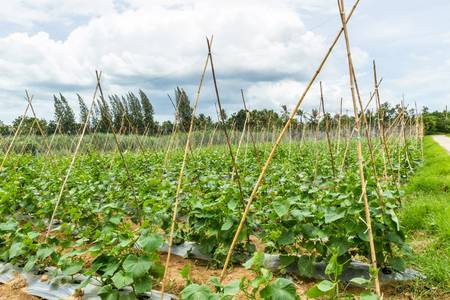 Vegetables cucumber. Natural way of growing rural population.の写真素材
