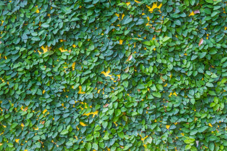 Climbing fig on the yellow wall. Weed covered wall 