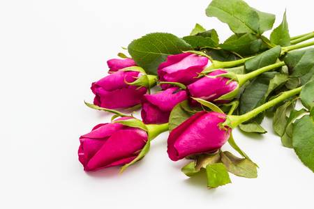 Pink rose with leaves isolated on the white backgroundの写真素材