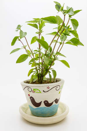 Sweet Basil planting pots isolated on white background の写真素材