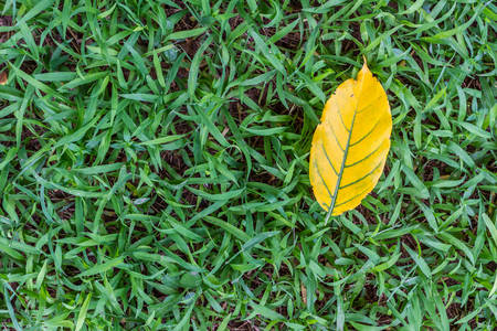Leaves yellow falling on the sward.Above view の写真素材