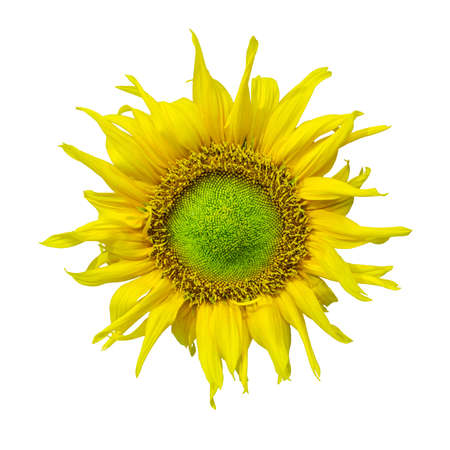Detail of Yellow Sunflower Isolated on White Backgroundの写真素材