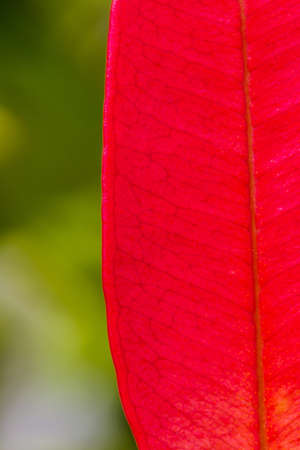 Close up textures surface of red leaf on green background.の写真素材