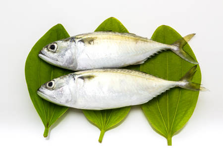 Fresh mackerel fish isolated on the white background の写真素材