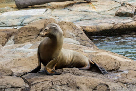 Sea Lions on the stone in ocean park.の写真素材