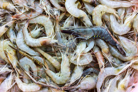 Close up raw shrimp combined into the background.の写真素材