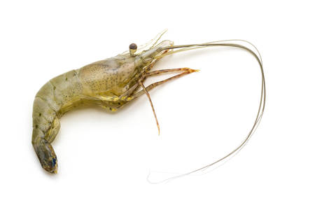 Close up raw shrimp isolated on white background.の写真素材