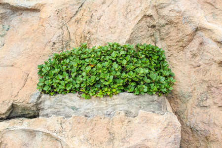 plant growing in stone floorの写真素材