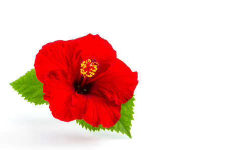 a red hibiscus flower isolated on whiteの写真素材