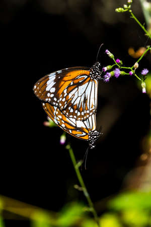 Butterflies are mating on the flower. (The Common Tiger)の写真素材