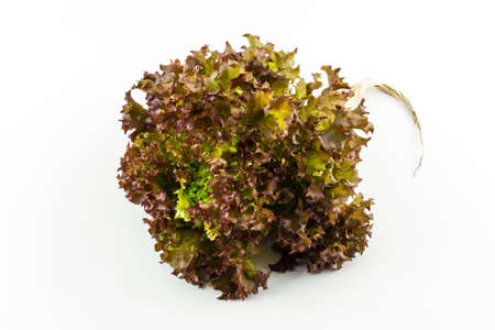 red coral salad isolated on the white background. の写真素材