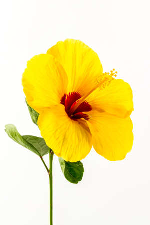 Yellow hibiscus flower isolated on white background.の写真素材