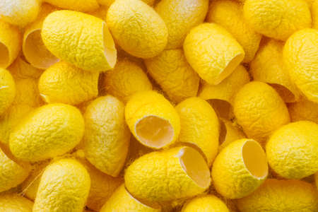 Close up silkworm cocoon combined into the background.の写真素材