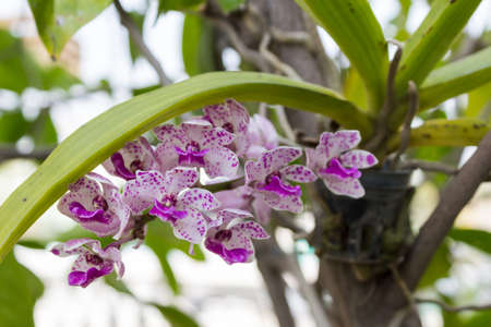 the species orchid (Rhynchostylis gigantea flower) of thailand 